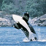 Orca in BC, Canada