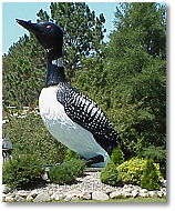 The largest Loon - Mercer Wisconsin, The Loon Capital