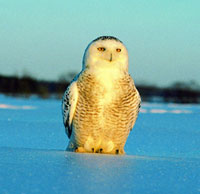 The harfang des neiges (snowy owl), official bird of Quebec.